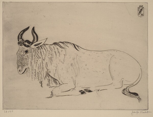 Buffalo (Buffle)
