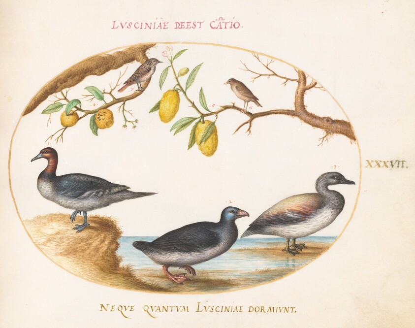 Plate 37: Three Waterfowl with Two Nightingales(?)  Perched in Citrus Trees