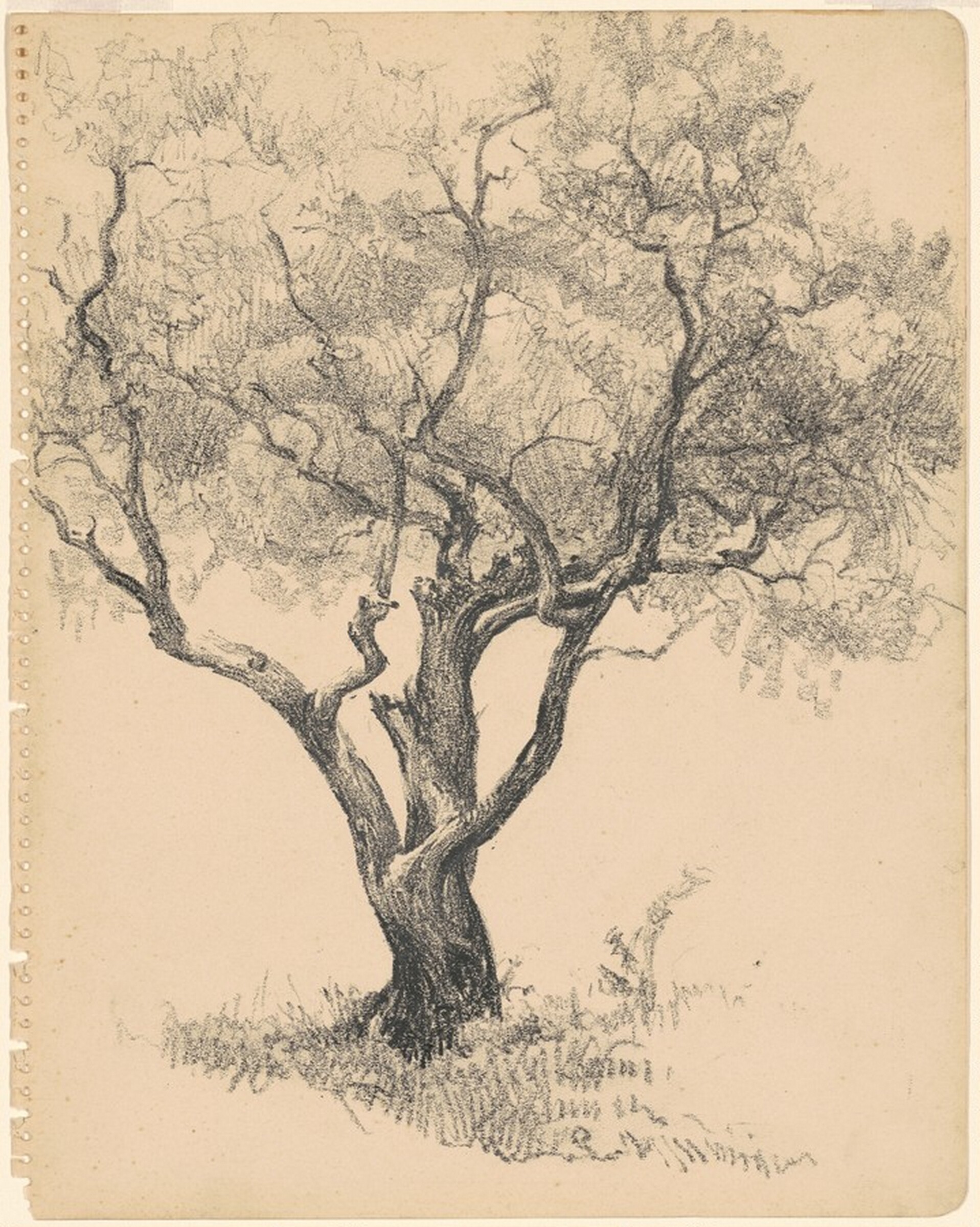 Tree, Eugen Weisz, 1954