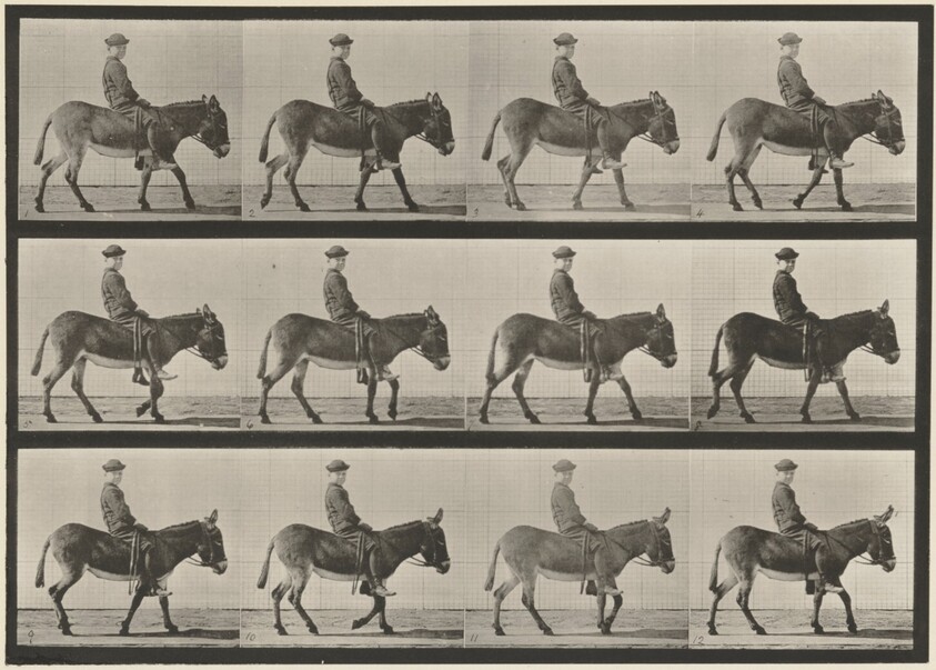 Plate Number 665. Ass; walking; bareback; a boy riding, Jennie