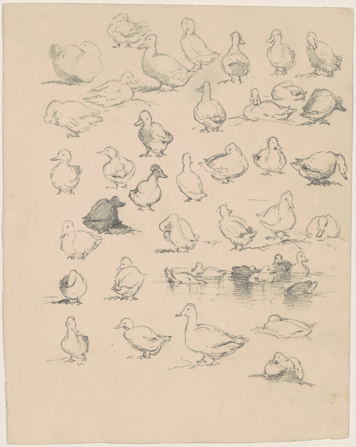 Ducks