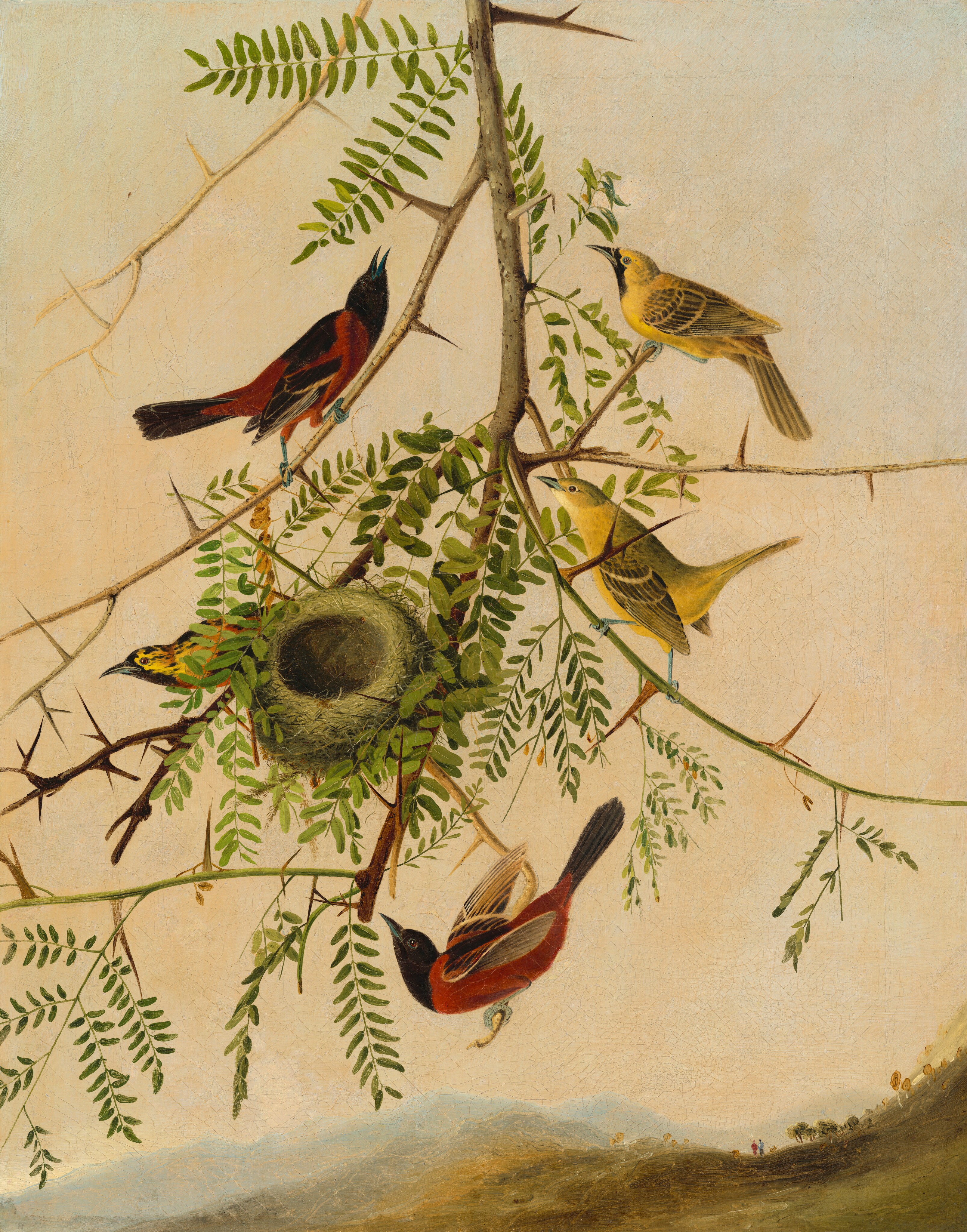 Orchard Oriole by Joseph Bartholomew Kidd