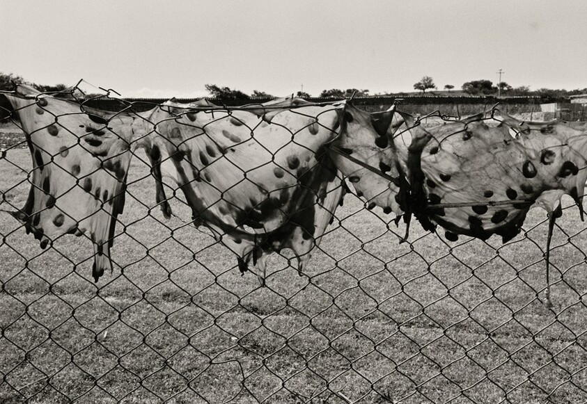 Mantanza, La Mixteca, México (Slaughter, La Mixteca, Mexico)