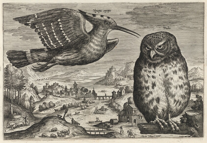 Hoopoe and Owl