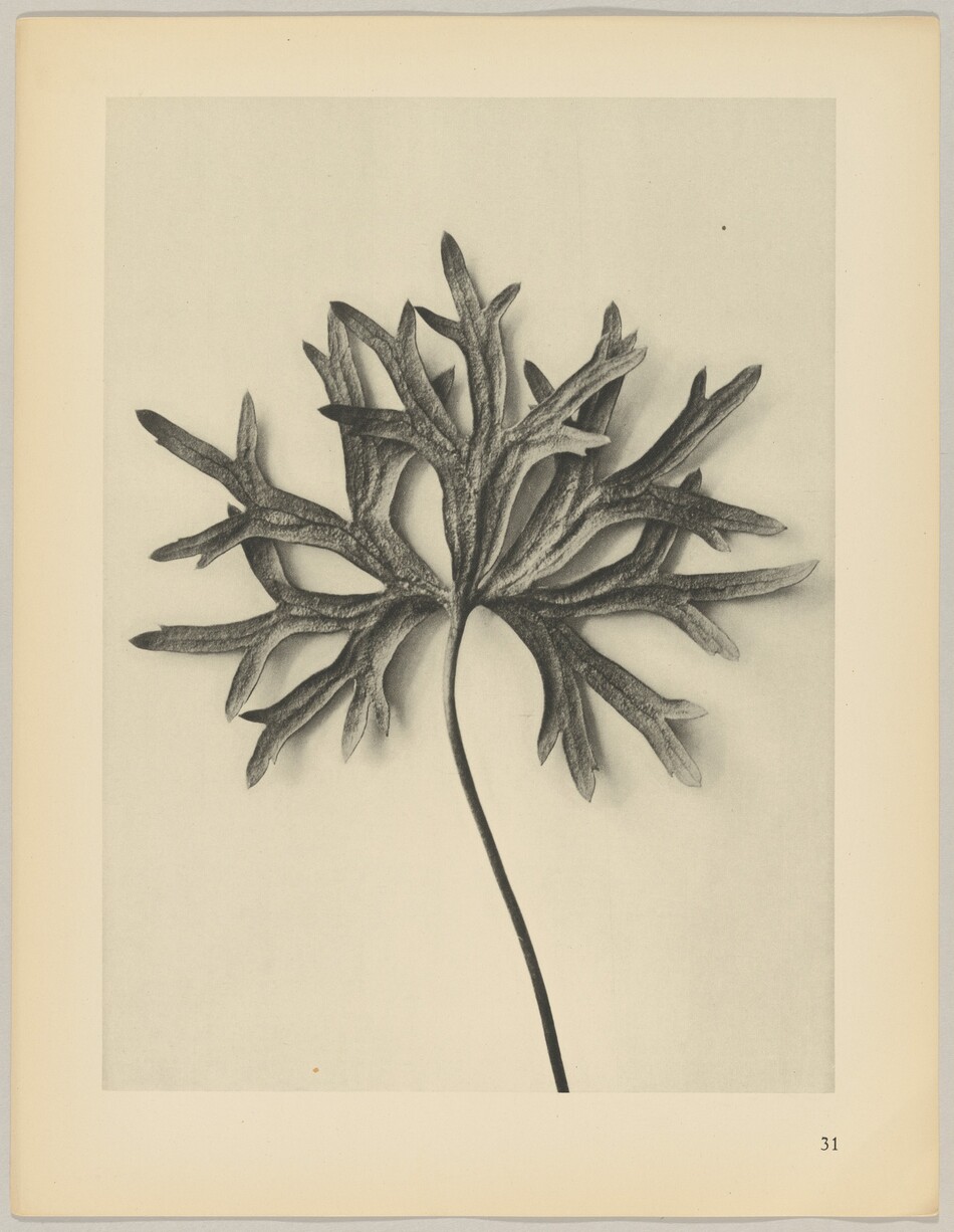The image shows a large, intricately detailed leaf with a long, slender stem at the bottom, fanning out into multiple pointed segments with textured surfaces. The color palette is monochromatic, consisting of shades of gray and black. The leaf is positioned centrally with the stem extending downward towards the bottom edge of the image, while the segmented ends of the leaf stretch outward, filling the upper part of the composition.
