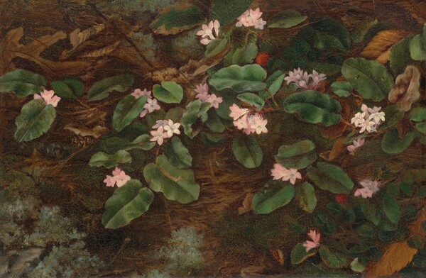 Trailing Arbutus