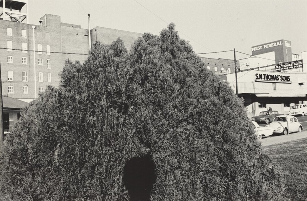 The image shows an urban scene with a large bush dominating the foreground. The horizon is obscured by buildings and the top of the bush. In the distance, brick buildings and storefronts with signs reading "First Federal" and "S.M. Thomas Sons" can be seen. The bush has a brush-like texture and intricate, dense branches in black and white tones. Beyond the bush are parked cars and pedestrians in a classic mid-century American street setting. The color palette is monochromatic, creating a retro aesthetic that contrasts the detailed foliage with the geometric architectural elements.