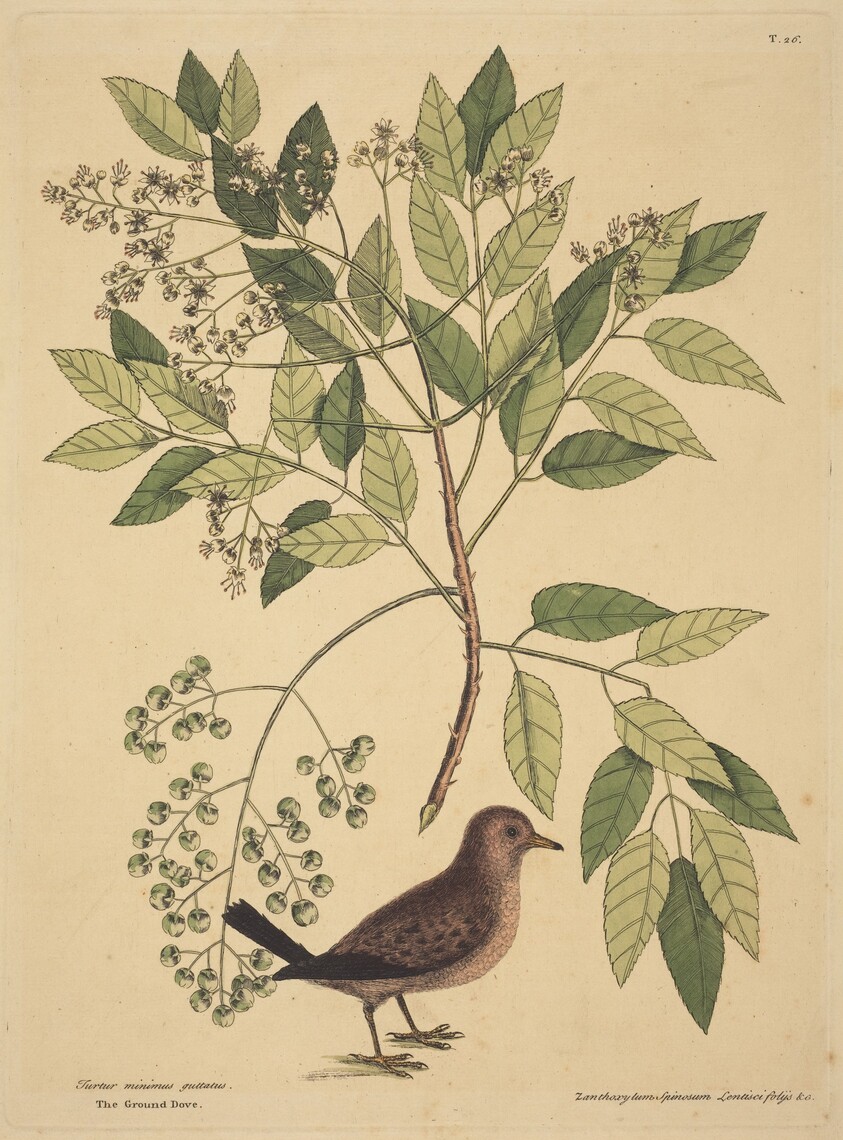 The Ground Dove (Columba passerina)
