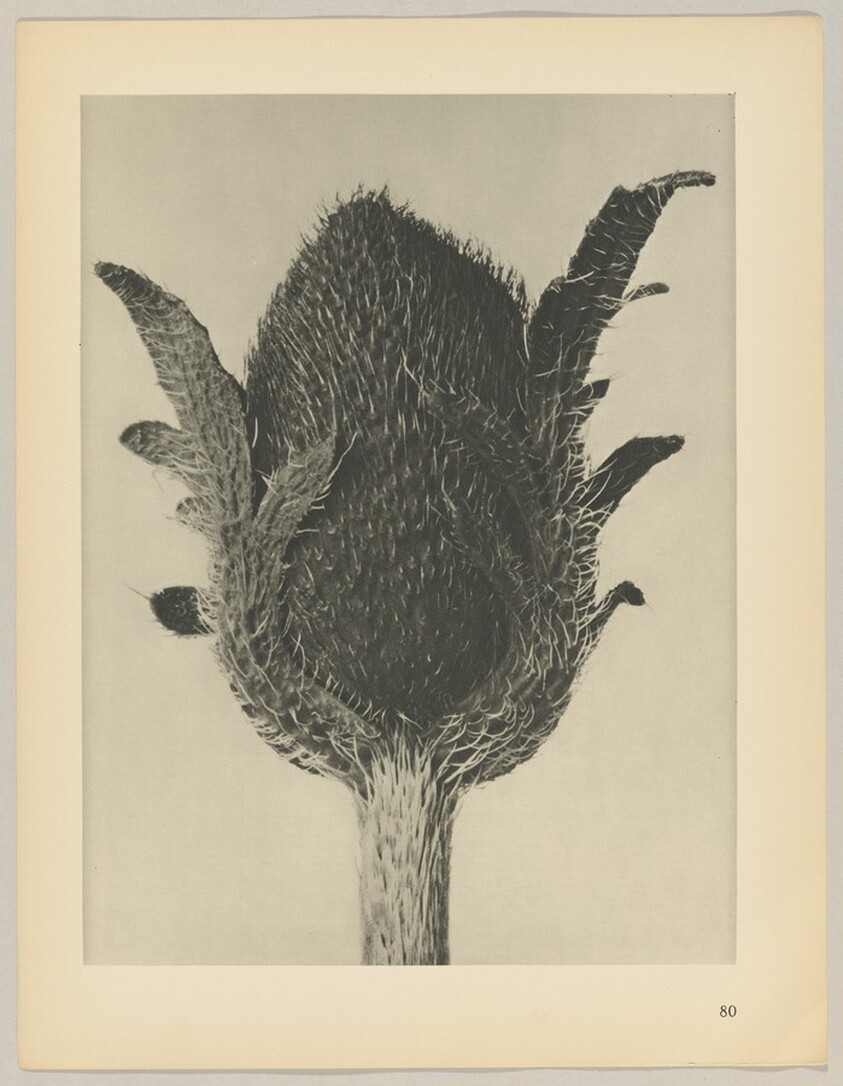 Papaver orientale