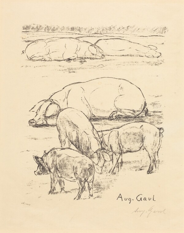 Pigs