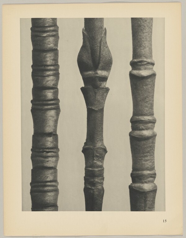 a Cornus Nuttallii; b Cornus Nuttallii; c Cornus florida