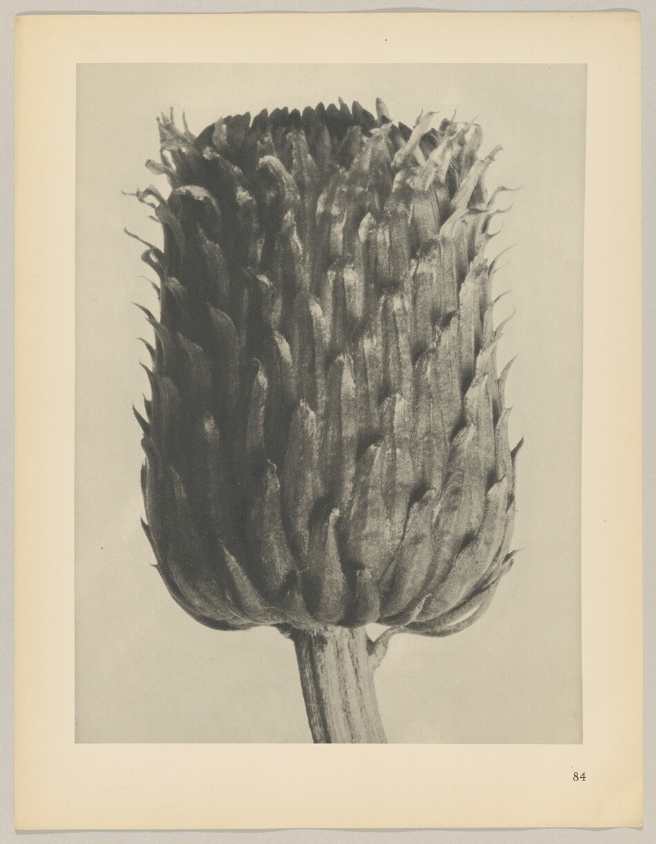 The image displays a close-up of an artichoke bud in black and white. The layers of petals are visible, and the texture and form of the artichoke are emphasized. The artichoke bud is centered in the image, with its stem seen at the bottom.