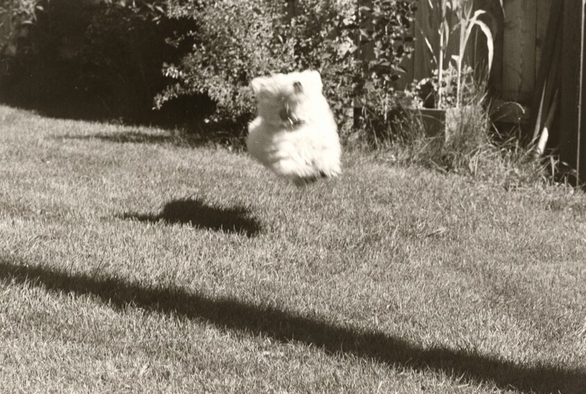 Longmont, Colorado, Sally, the Backyard