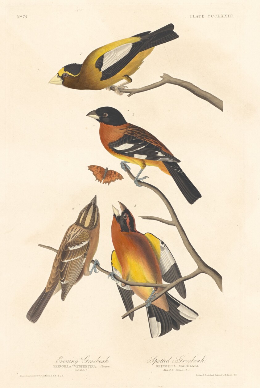 Evening Grosbeak and Spotted Grosbeak
