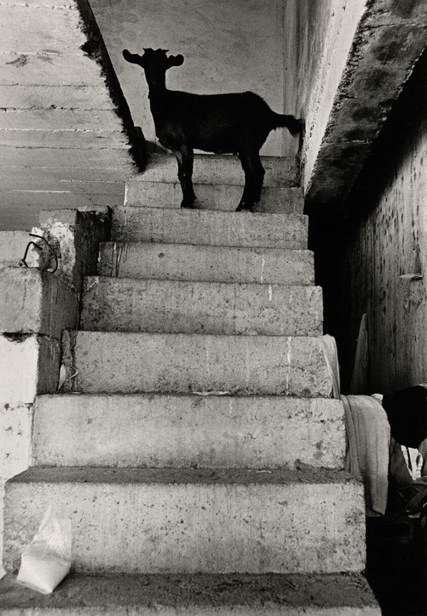 Cabrita negra, Juchitán, México (Black Goat, Juchitán, Mexico)
