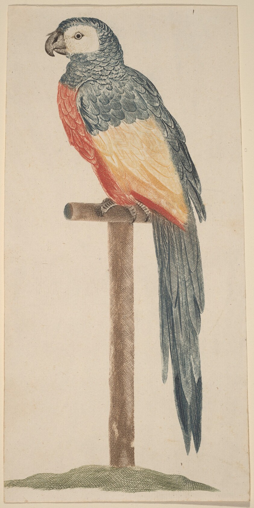 Parrot (Ara)