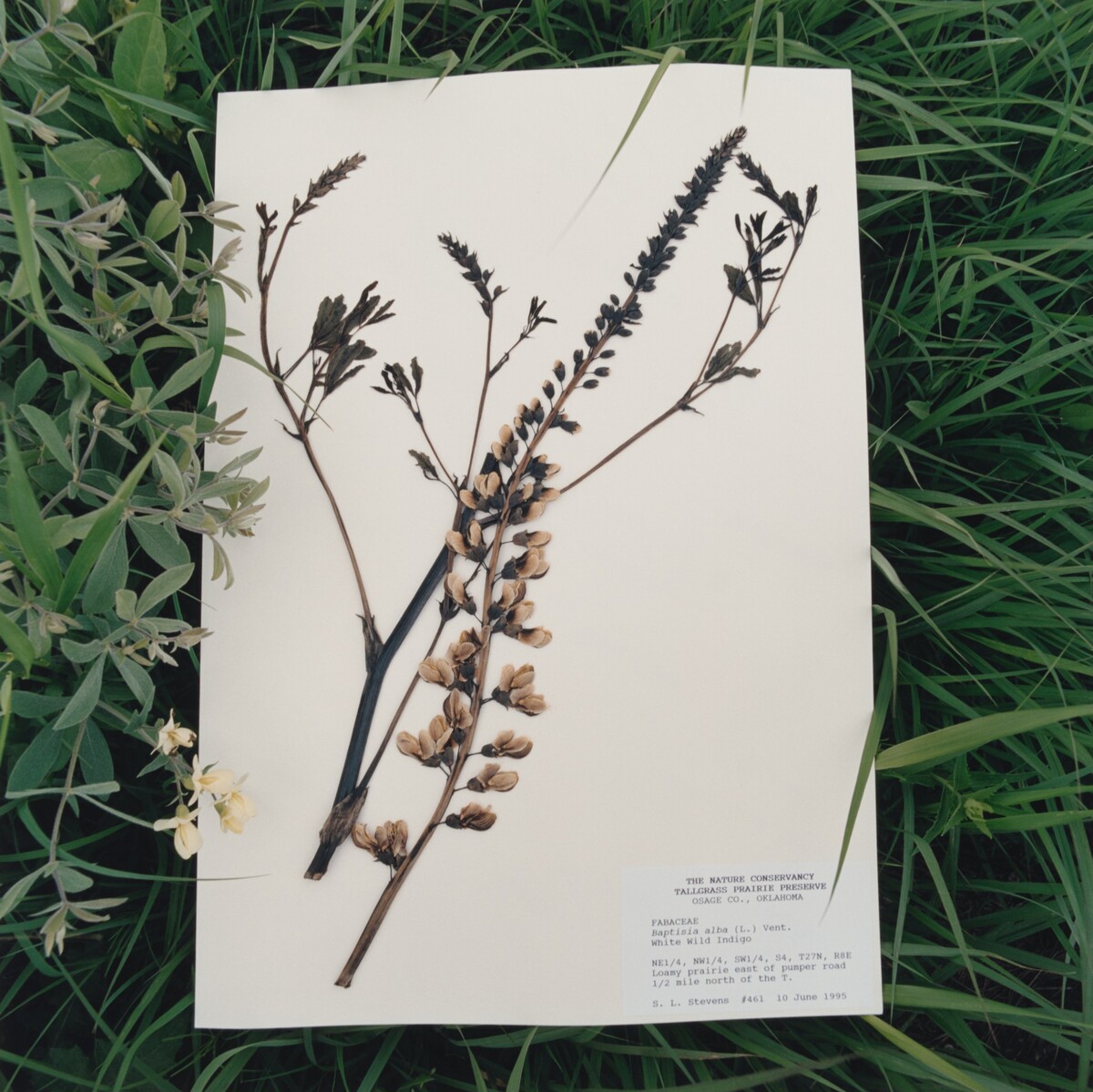 Baptisia alba, White Wild Indigo