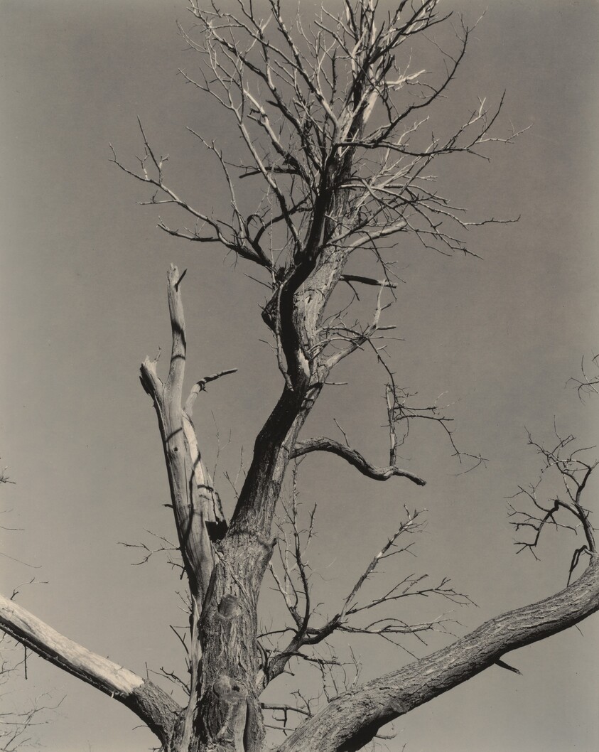 The Dying Chestnut Tree