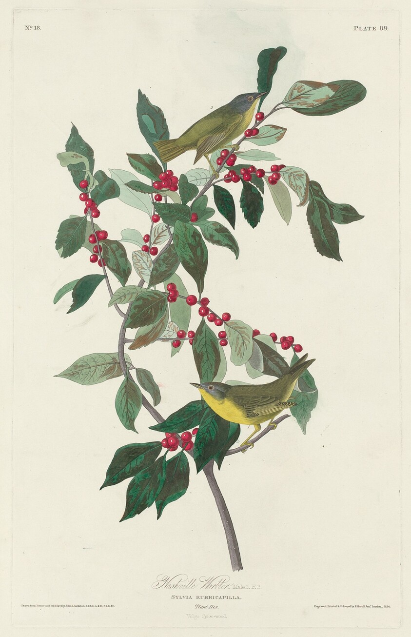 Nashville Warbler