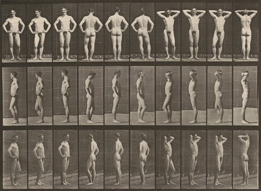 Plate Number 530. Various poses