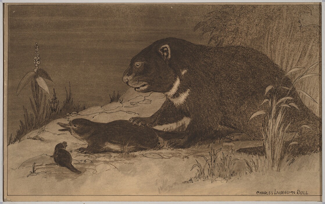 This is a drawing of a bear-like animal observing a platypus and a small bird on a rocky surface with surrounding vegetation. The drawing features a large, dark-furred creature on the right side, resting its front paw on a rock, with a curious expression as it gazes at the platypus in the center. The platypus appears to be looking sideways at the smaller bird on the left, which is perched on a stone. Around the animals, there is sparse vegetation, including leafy plants and wildflowers. The background is in a muted, earthy tone. This scene captures a moment of stillness and interaction among the animals, depicted with an emphasis on texture and detail.