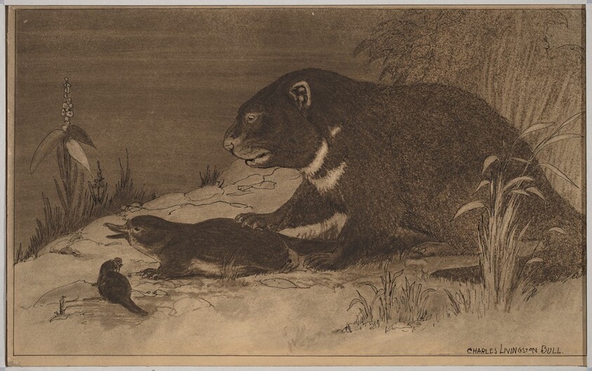 Illustration for "Bird Beast"