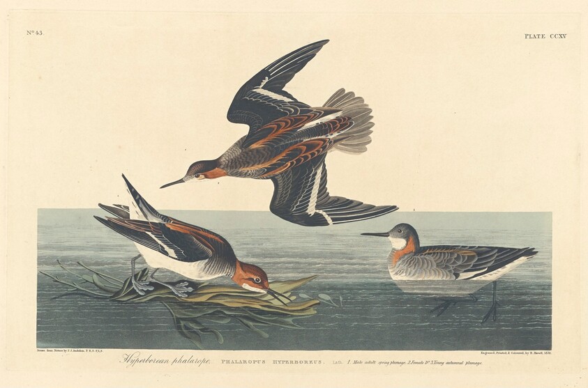 Hyperborean Phalarope