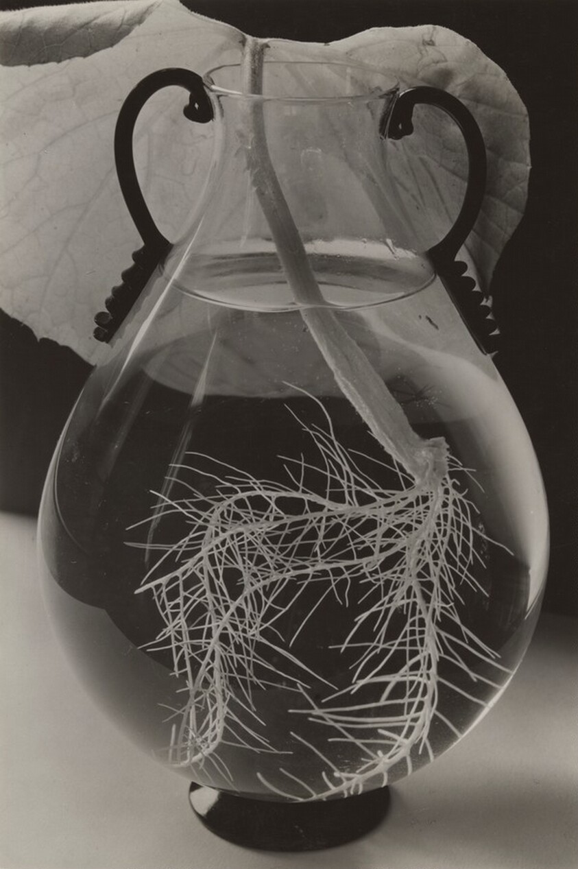 Wurzelziehen des Kürbisblatt (Rooting the Pumpkin Leaf)