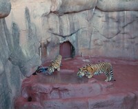 Tiger, Oklahoma City, Volker Seding, December 10, 1987, printed 1988