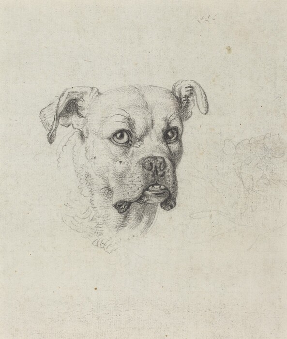 The image shows a drawing of a dog's head facing forward. The dog's features are detailed, including eyes, a snout, and ears. The sketch depicts the texture of the fur around the dog's face and neck. The background is plain. No additional elements are present in the image.