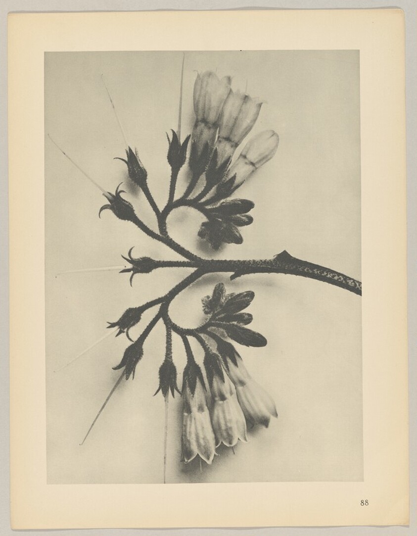 Symphytum officinale