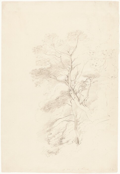The image is a pencil sketch depicting a tall tree that dominates the scene. The horizon is not clearly defined, with the focus on the tree's details. The trunk and branches are drawn with delicate, sinuous lines, while foliage is represented by light pencil strokes, suggesting natural movement. The sketch uses a monochromatic palette to create depth and texture, with varying shades of pencil. The tree's trunk and branches are detailed up close, while the foliage blends softly into the background. The drawing has a loose, airy feel, emphasizing the tree's organic intricacies without overwhelming detail.