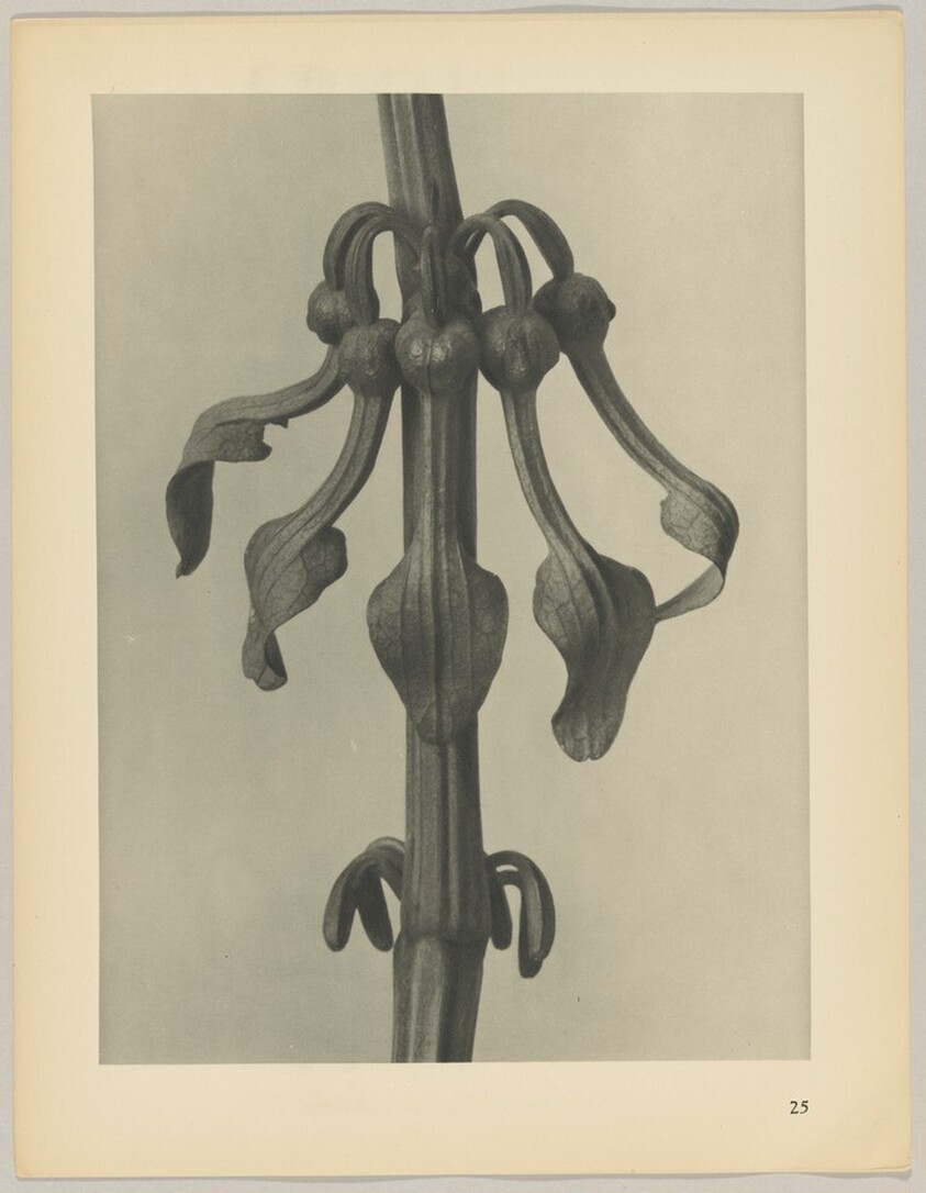 Aristolochia clematitis