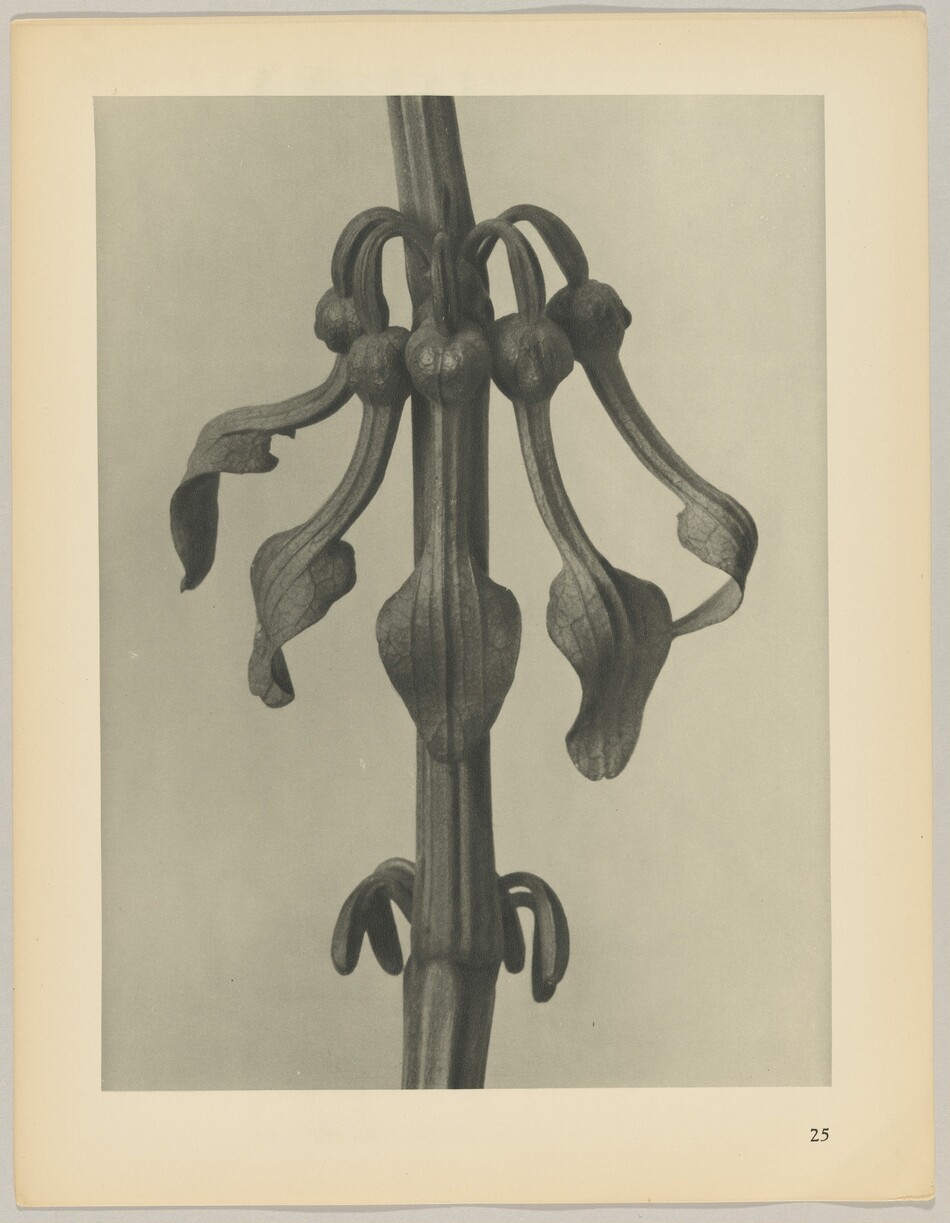 The image features a plant stem with elongated and curved leaves or petals. The color palette is grayscale, highlighting shadows and texture. The stem is centered in the image with symmetrical leaves spreading out. The number 25 is visible in the bottom right corner.