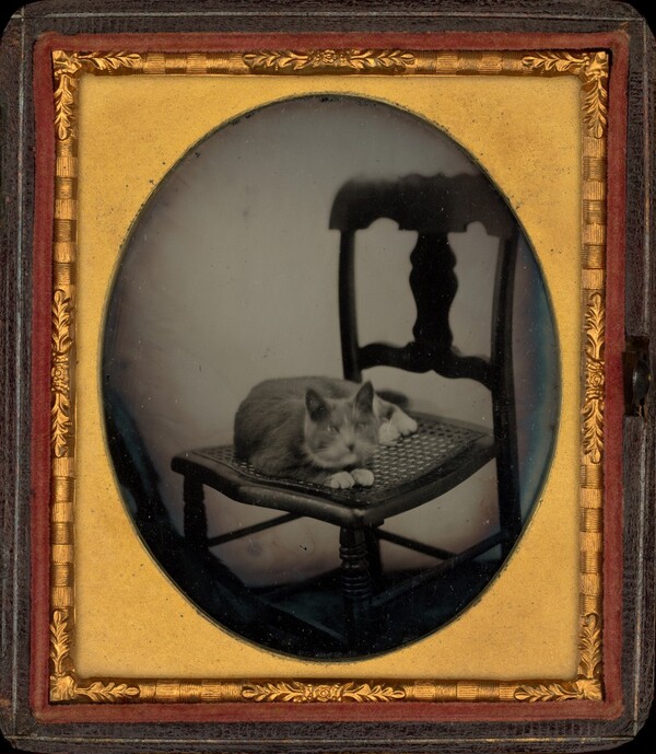 Portrait of a Cat