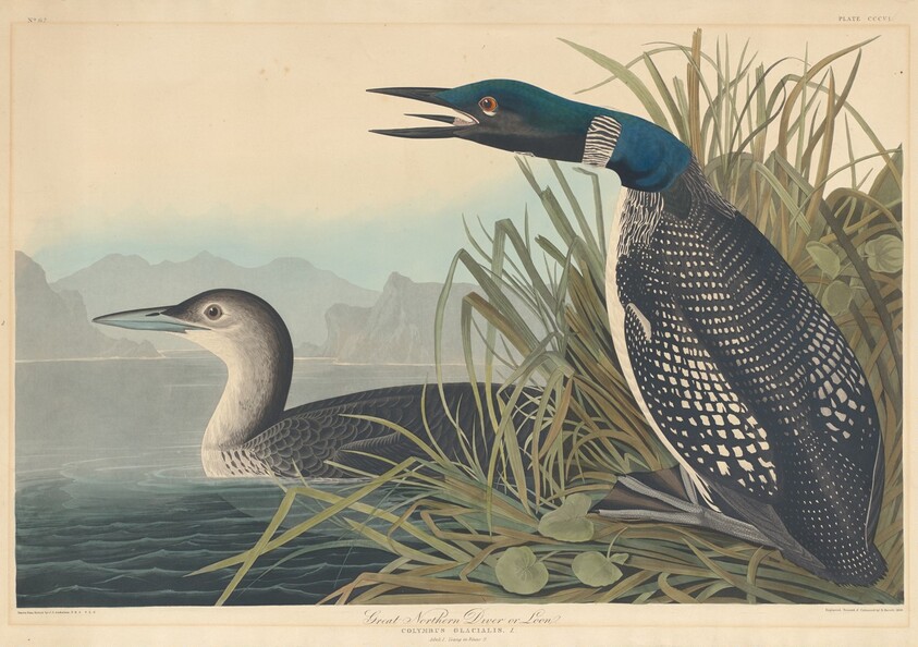 Great Northern Diver or Loon