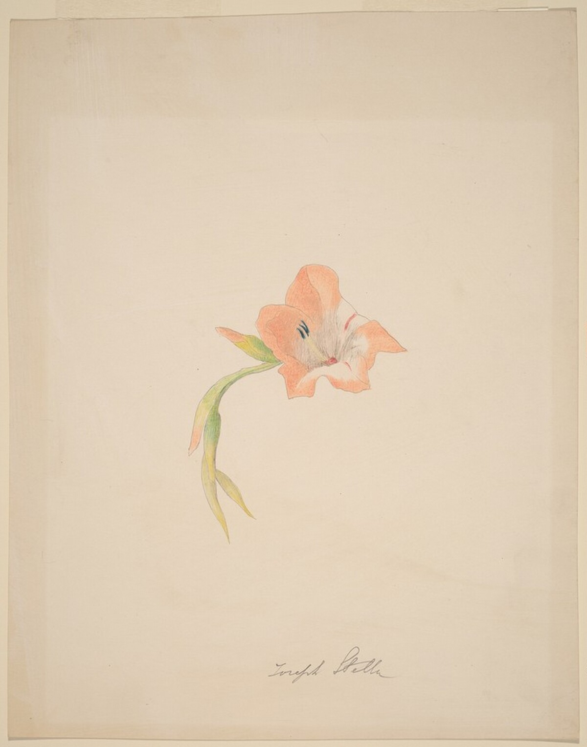 Orange Gladiola