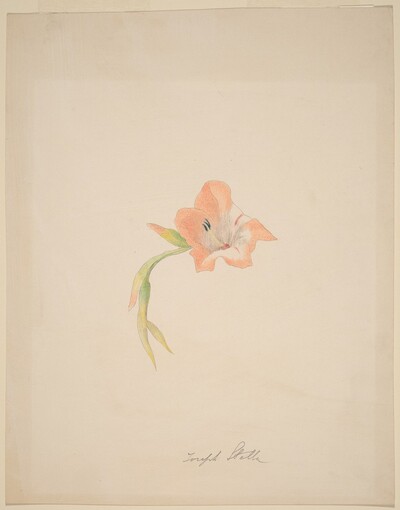 Orange Gladiola