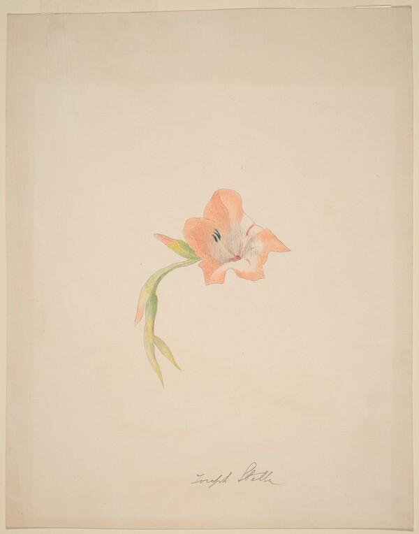 Orange Gladiola
