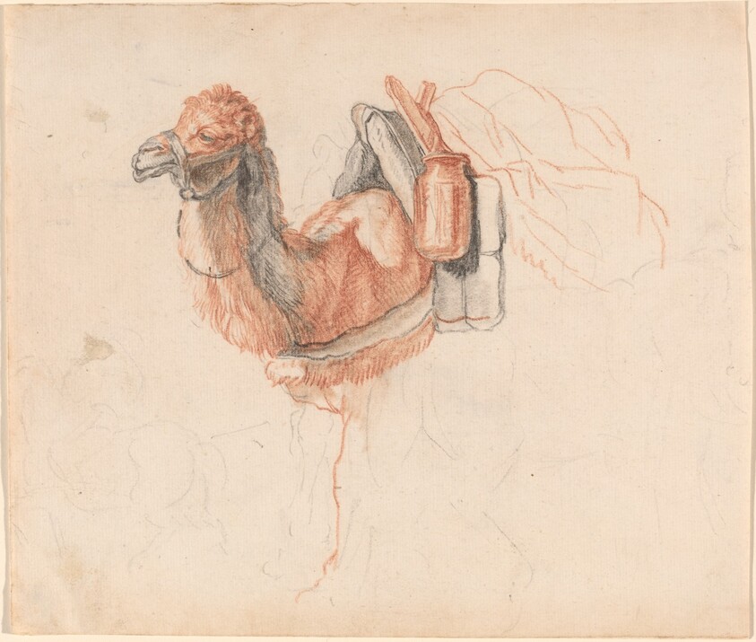 Camel