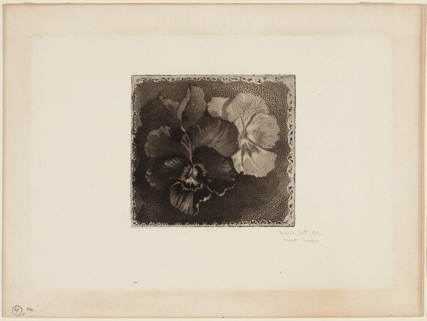 Pansies