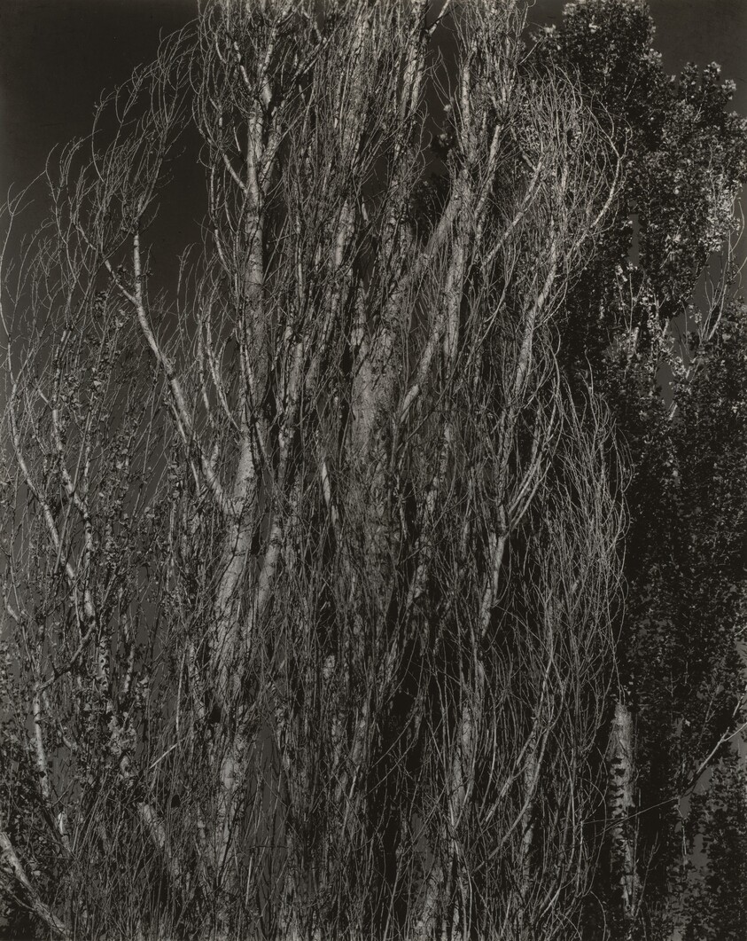 Poplars—Lake George