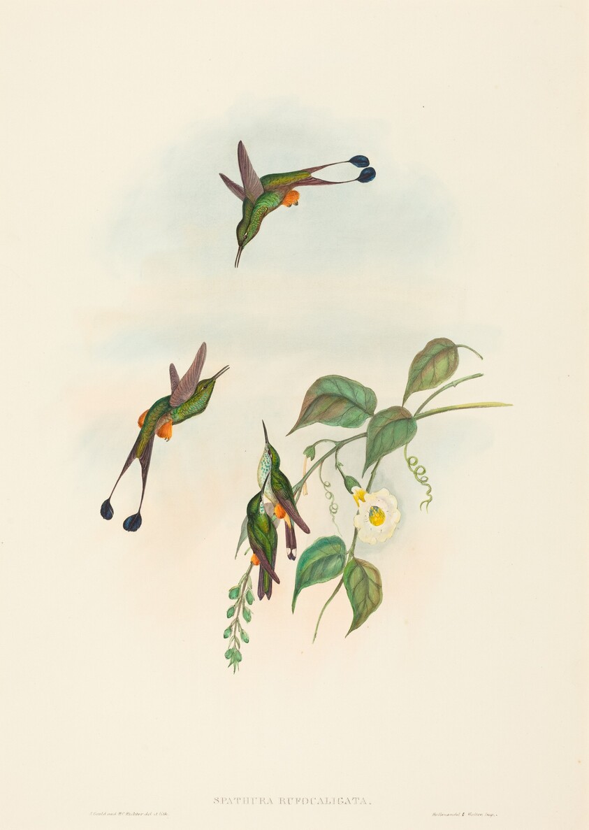 Spathura rufocaligata (Red-booted Racket-Tail)