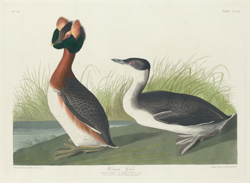 Horned Grebe