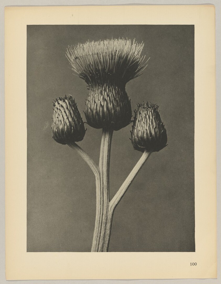 Cirsium canum