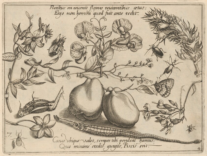 Archetypa studiaque patris Georgii Hoefnagelii [Part 4, Plate 7]