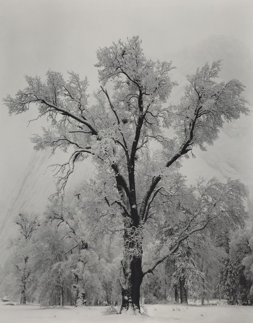 Oak Tree, Snowstorm, Yosemite National Park, California