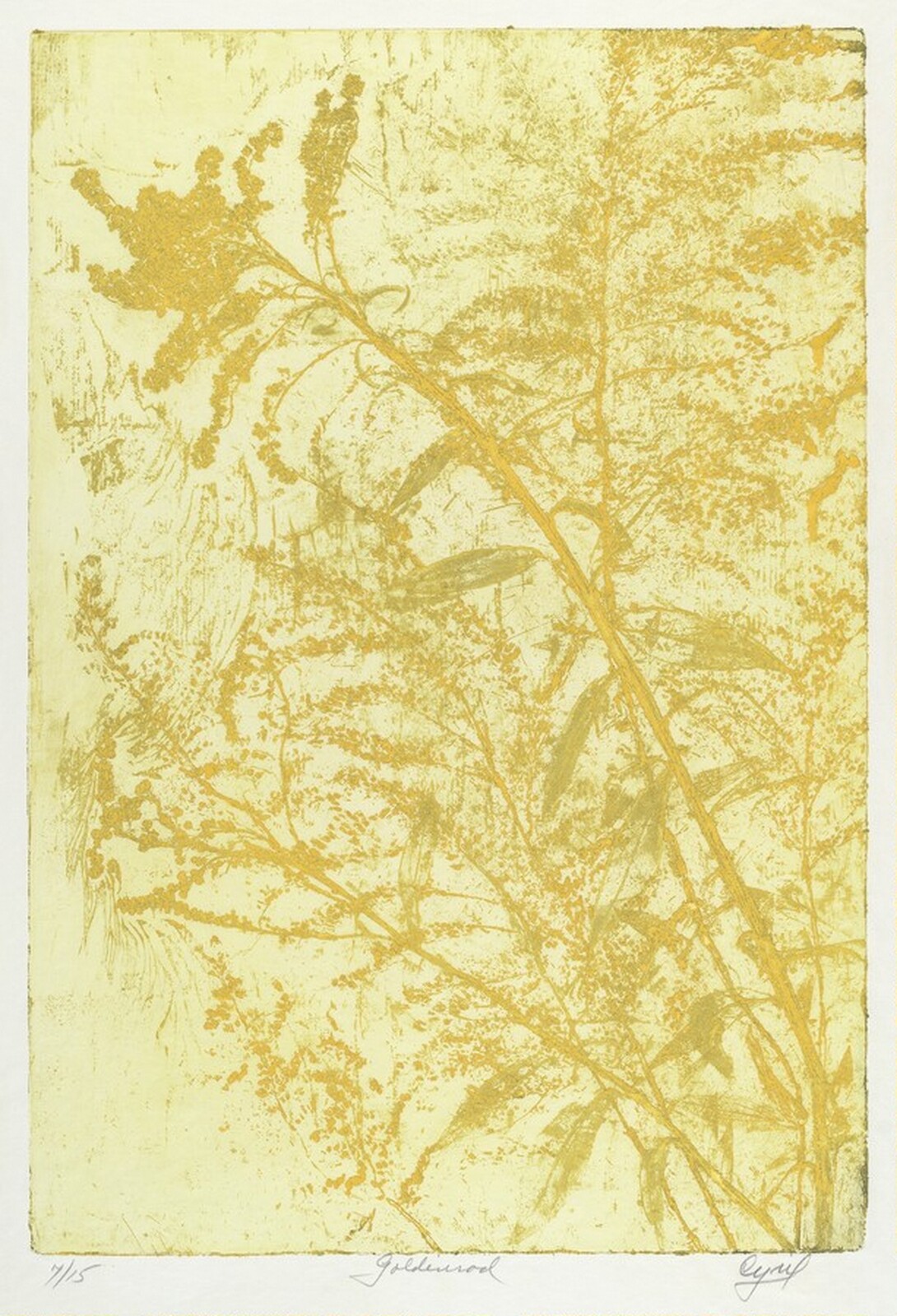 Goldenrod, Ruth Cyril