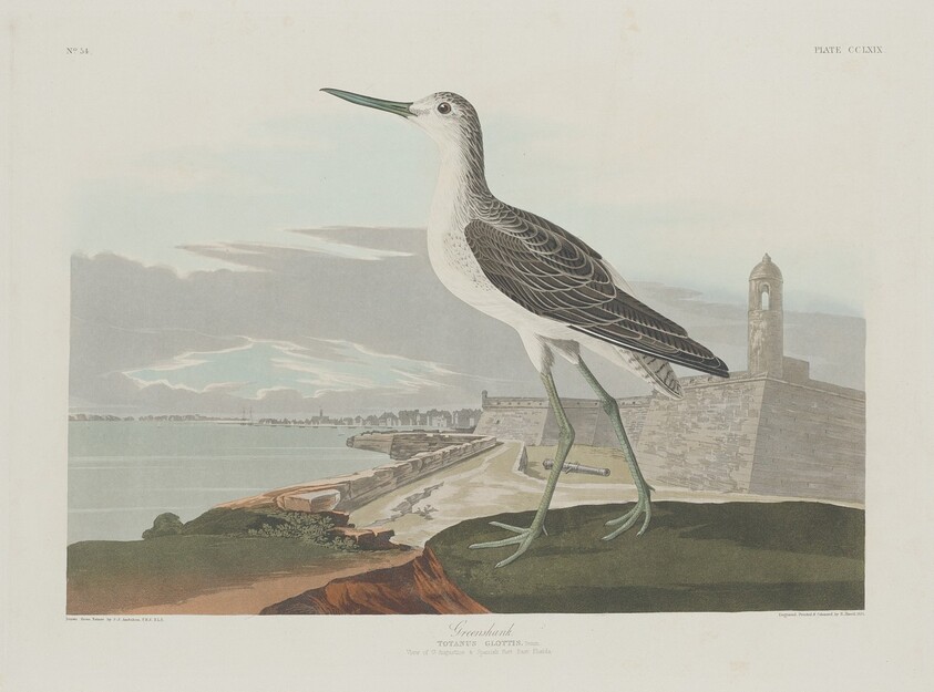 Greenshank