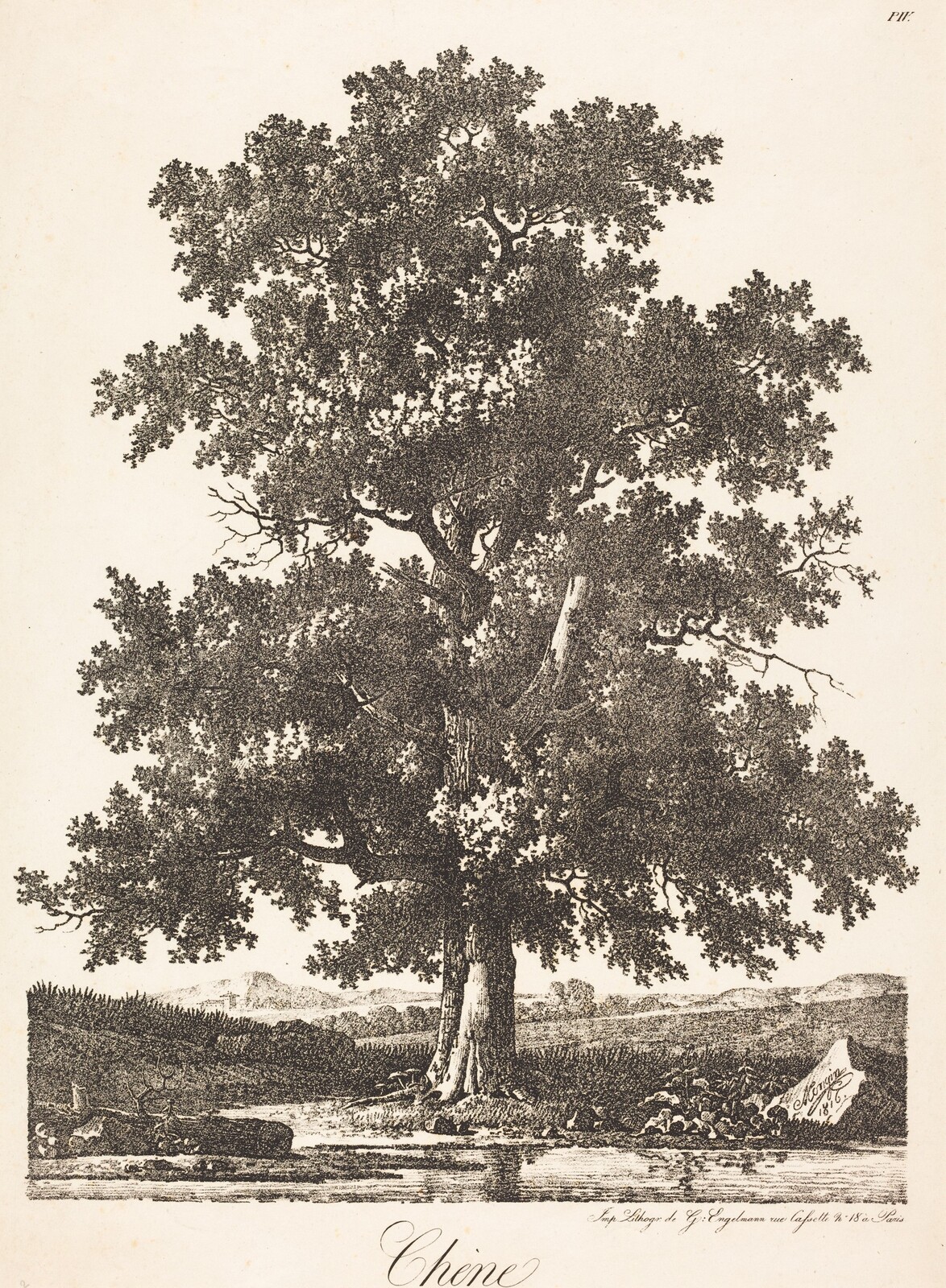 Chene (Oak Tree), Antoine-Pierre Mongin, 1816